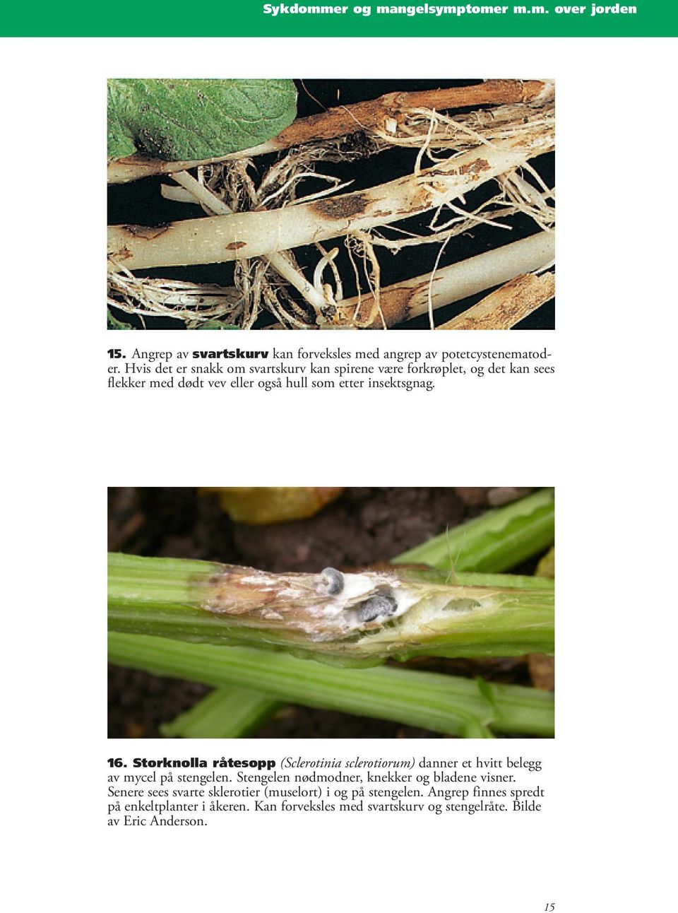 Storknolla råtesopp (Sclerotinia sclerotiorum) danner et hvitt belegg av mycel på stengelen. Stengelen nødmodner, knekker og bladene visner.