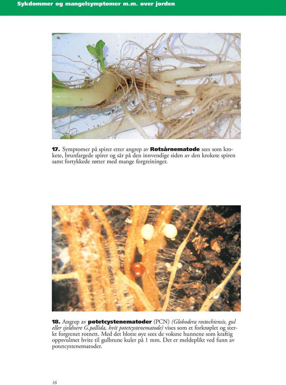 samt fortykkede røtter med mange forgreininger. 18. Angrep av potetcystenematoder (PCN) (Globodera rostochiensis, gul eller sjeldnere G.