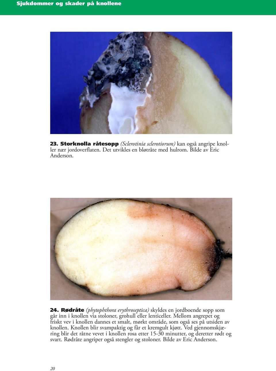 Rødråte (phytophthora erythroseptica) skyldes en jordboende sopp som går inn i knollen via stoloner, grohull eller lenticeller.