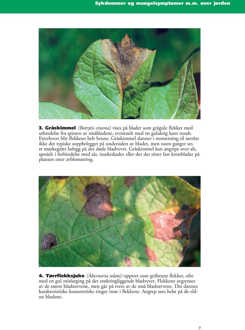 Gråskimmel kan angripe over alt, spesielt i forbindelse med sår, insektskader eller der det sitter fast kronblader på planten etter avblomstring. 4.