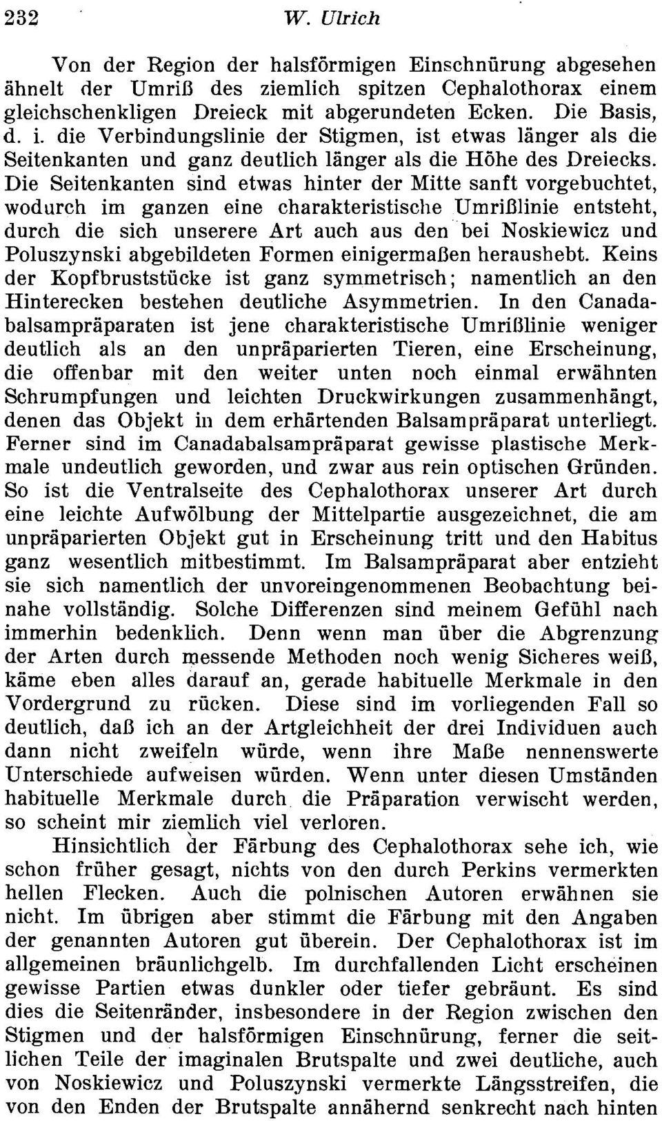 Die Seitenkanten sind etwas hinter der Mitte sanft vorgebuchtet, wodurch im ganzen eine charakteristische UmriBlinie entsteht, durch die sich unserere Art auch aus den bei Noskiewicz und Poluszynski