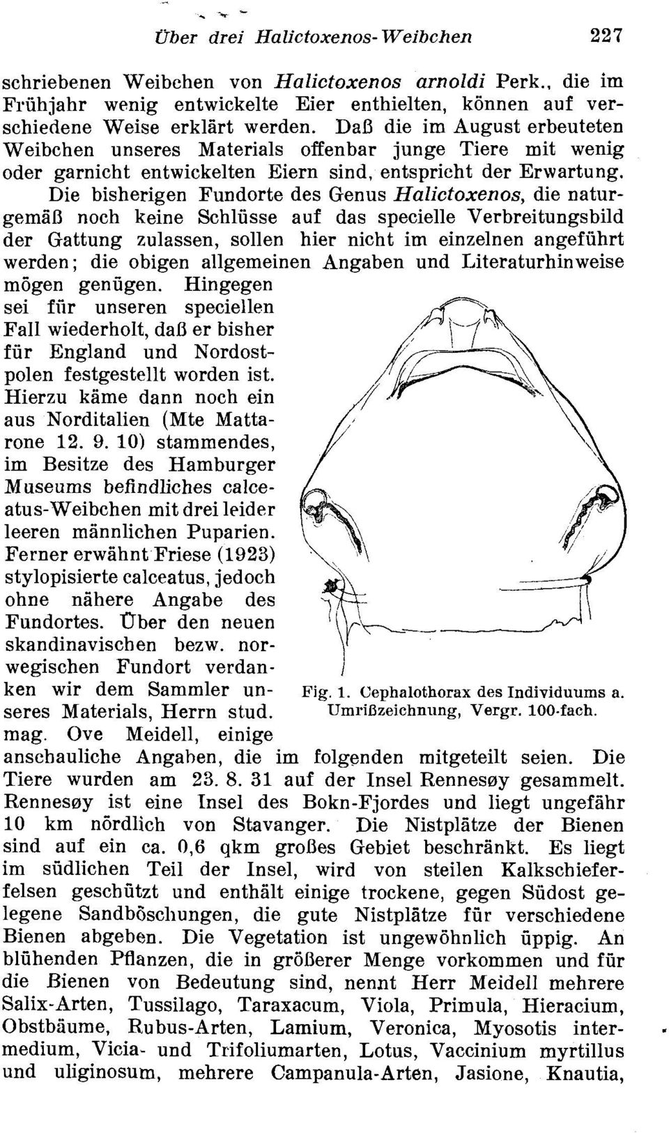 Die bisherigen Fundorte des Genus Halictoxenos, die naturgemir noch keine Schlusse auf das specielle Verbreitungsbild der Gattung zulassen, sollen hier nicht im einzelnen angefiihrt werden; die