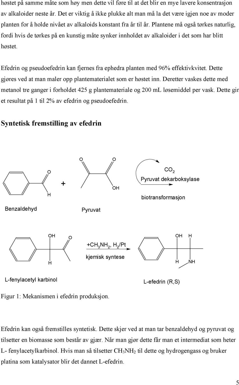 Plantene må også tørkes naturlig, fordi hvis de tørkes på en kunstig måte synker innholdet av alkaloider i det som har blitt høstet.