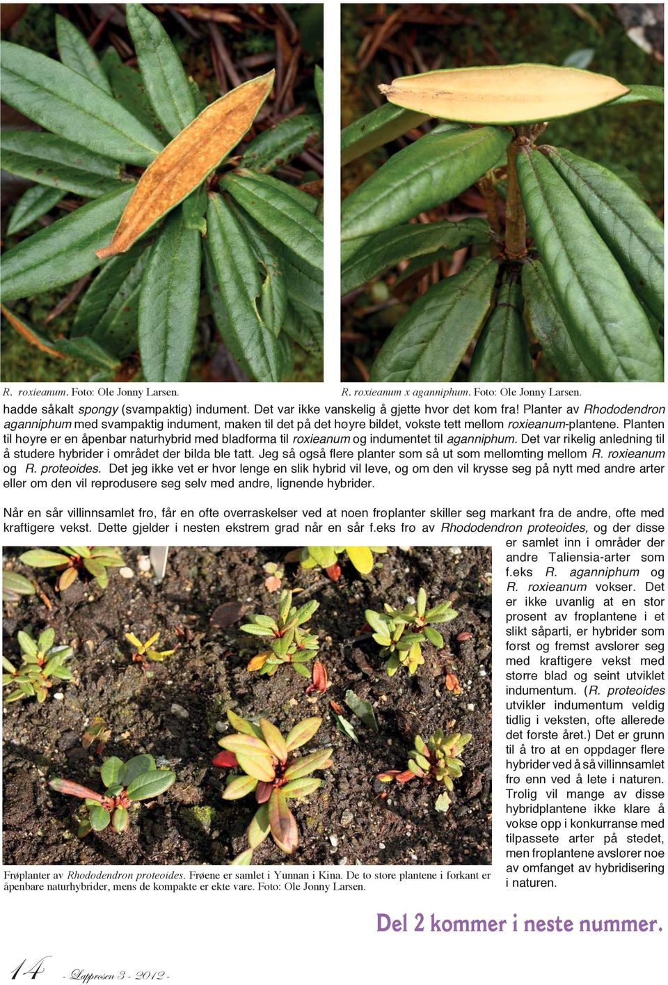 Planten til høyre er en åpenbar naturhybrid med bladforma til roxieanum og indumentet til aganniphum. Det var rikelig anledning til å studere hybrider i området der bilda ble tatt.