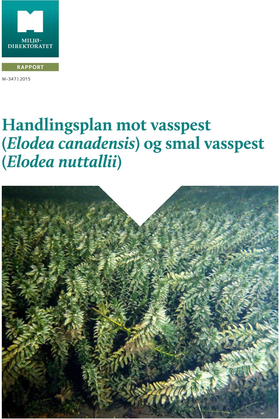 vasspest (Elodea