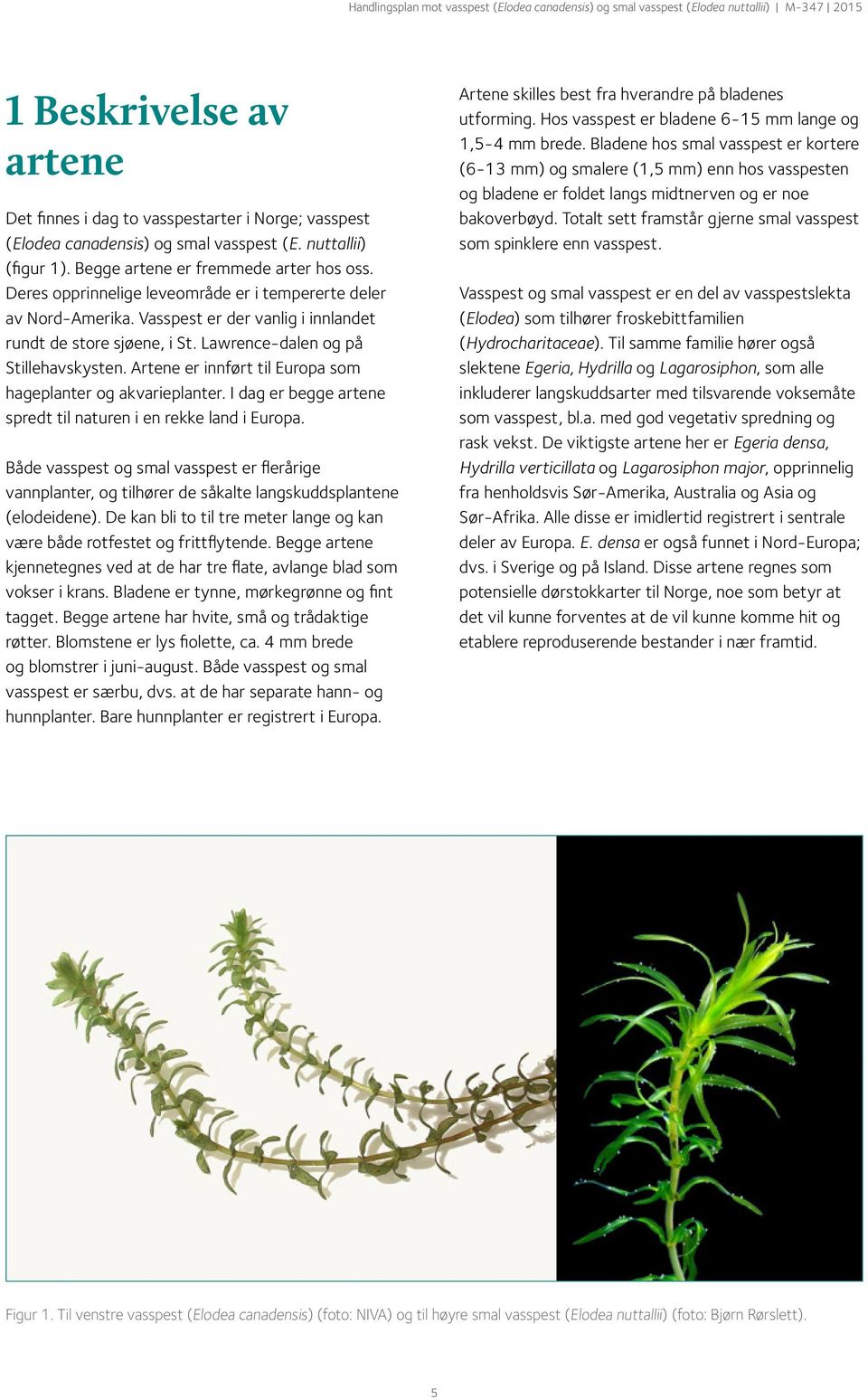 Artene er innført til Europa som hageplanter og akvarieplanter. I dag er begge artene spredt til naturen i en rekke land i Europa.