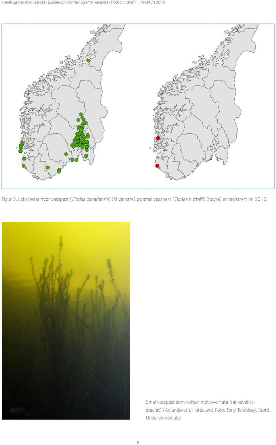 smal vasspest (Elodea nuttallii) (høyre) er registrert pr. 2013.