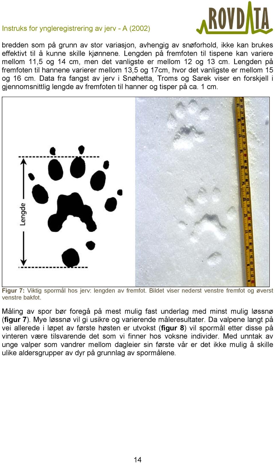 Lengden på fremfoten til hannene varierer mellom 13,5 og 17cm, hvor det vanligste er mellom 15 og 16 cm.