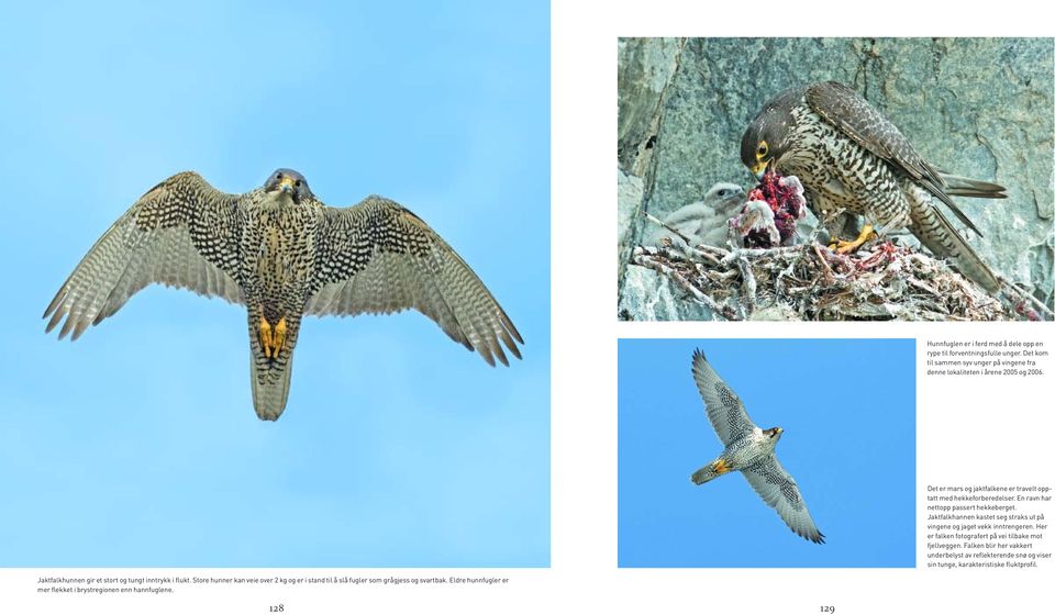 Jaktfalkhannen kastet seg straks ut på vingene og jaget vekk inntrengeren. Her er falken fotografert på vei tilbake mot fjellveggen.