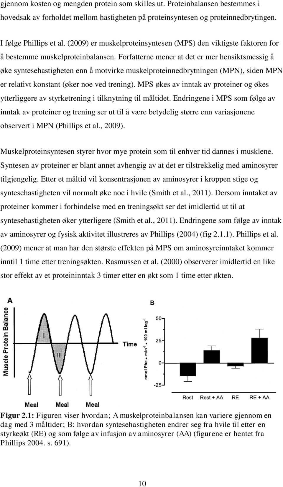 Forfatterne mener at det er mer hensiktsmessig å øke syntesehastigheten enn å motvirke muskelproteinnedbrytningen (MPN), siden MPN er relativt konstant (øker noe ved trening).