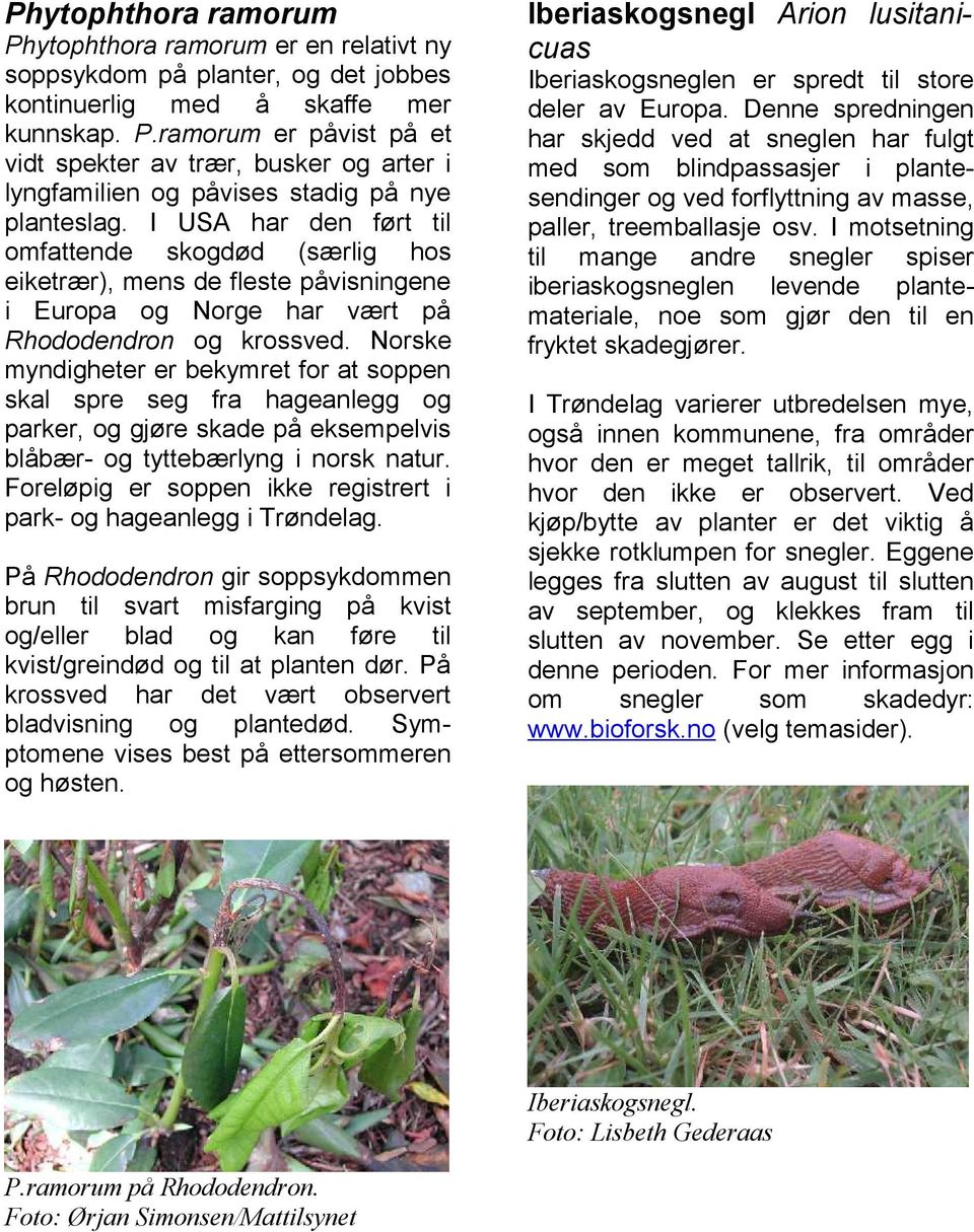 Norske myndigheter er bekymret for at soppen skal spre seg fra hageanlegg og parker, og gjøre skade på eksempelvis blåbær- og tyttebærlyng i norsk natur.