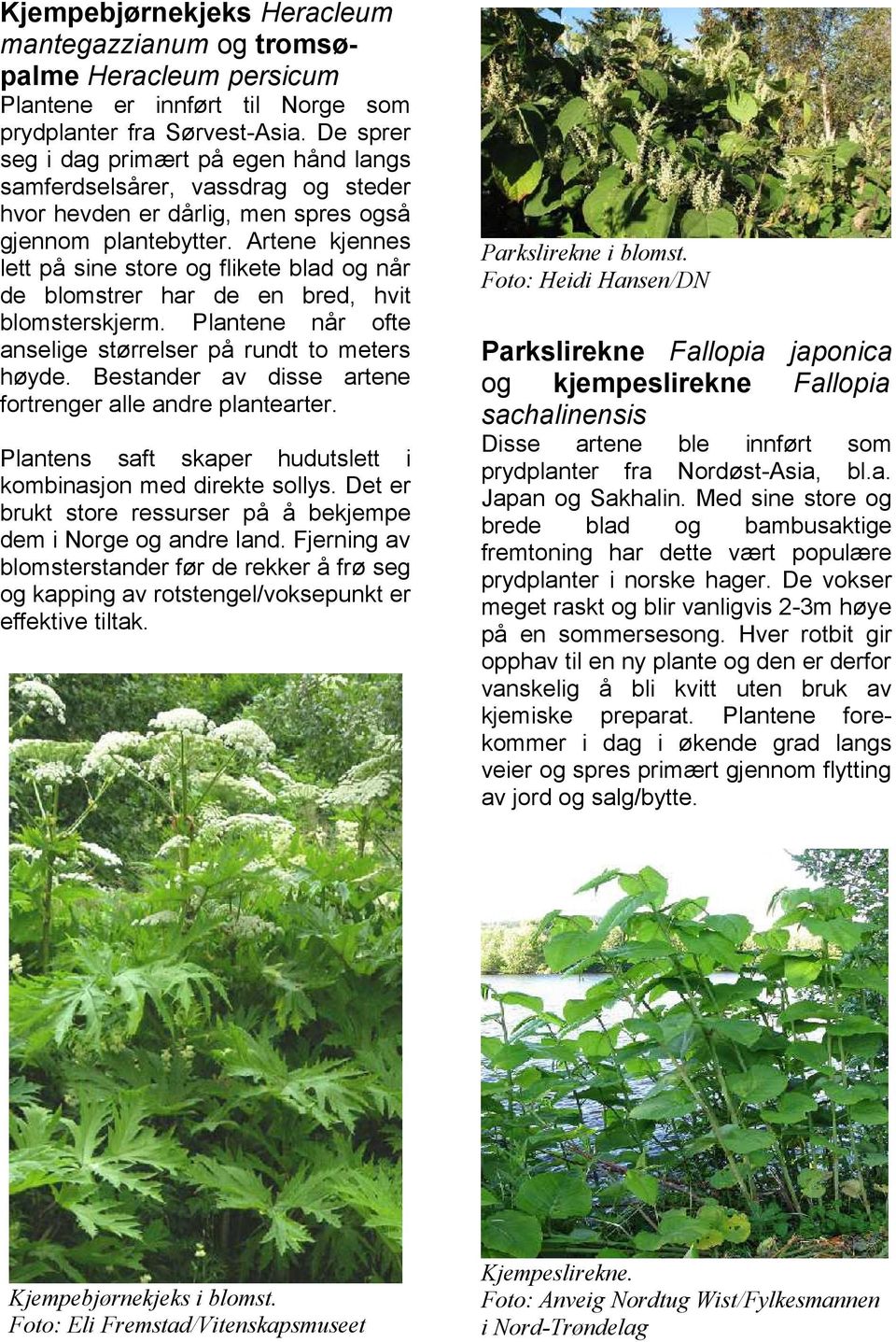 Artene kjennes lett på sine store og flikete blad og når de blomstrer har de en bred, hvit blomsterskjerm. Plantene når ofte anselige størrelser på rundt to meters høyde.