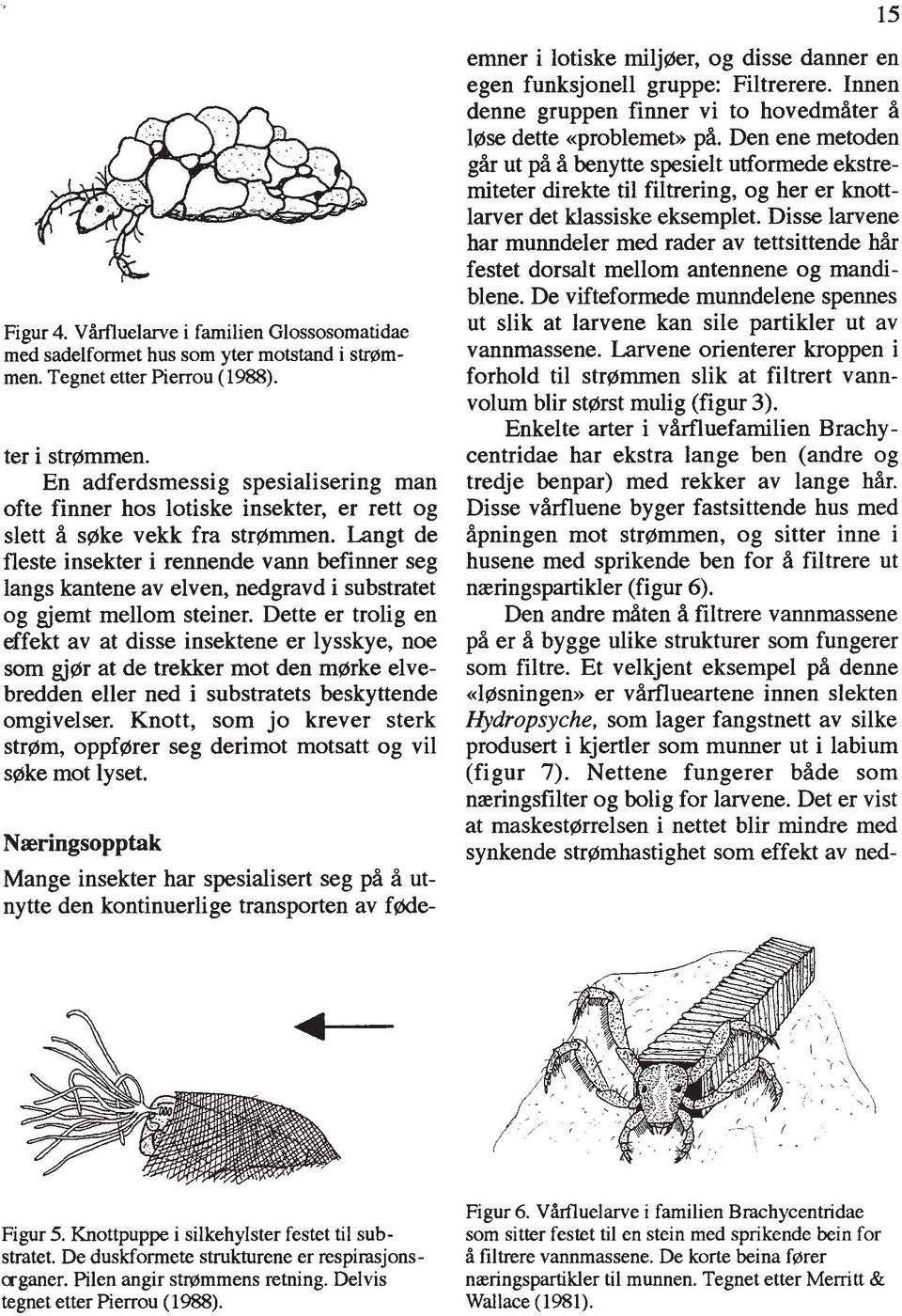 Langt de fleste insekter i rennende vann befinner seg langs kantene av elven, nedgravd i substratet og gjemt mellom steiner.