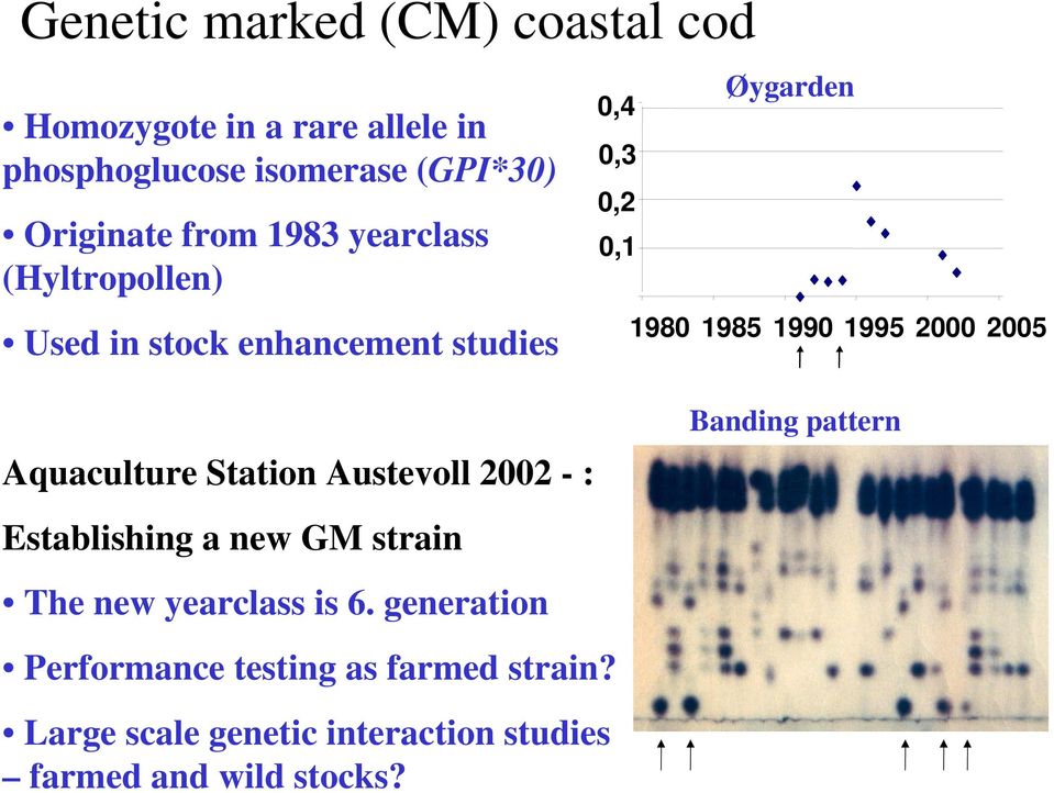 2000 2005 Aquaculture Station Austevoll 2002 - : Establishing a new GM strain The new yearclass is 6.