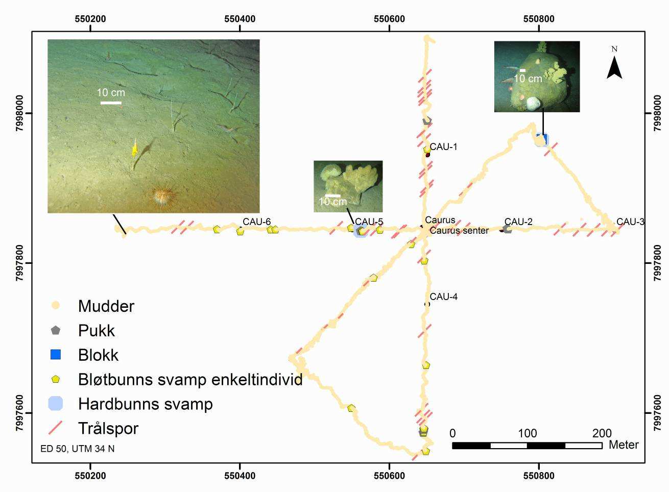 Figur 5-2: Registreringer av sedimenttyper og svamp på Caurus. Bildet til venstre viser typisk bløtbunnssubstrat med vanligste fauna på feltet.