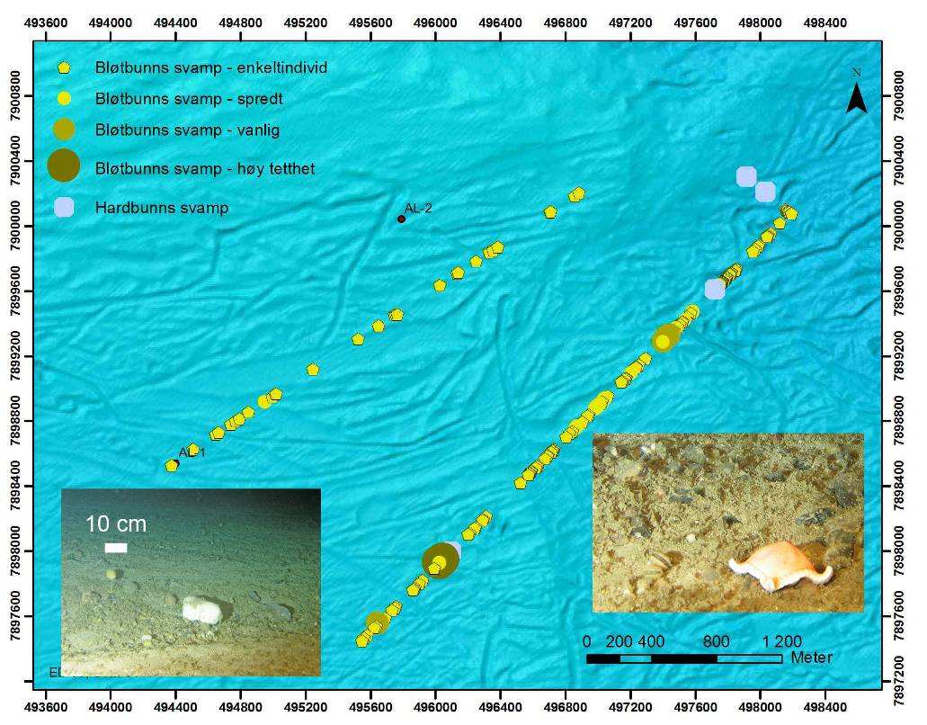 Figur 5-20: Sedimentregistreringer på Alke Nord. Relative mengder av de ulike sedimentkategorier er vist i kakediagrammet. Bildet viser typisk grusete sedimentstruktur på feltet.