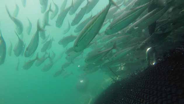 Figur 20. En liten gruppe makrell deler seg fra hoved-stimen og unnslipper gjennom utslippsåpningen.