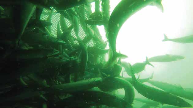 Figur 22. Et stort antall fisk svømmer ustrukturert ut gjennom utslippsåpningen. Figur 23.