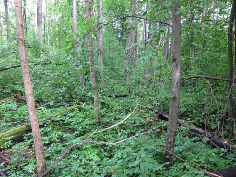 Kunnskapen om karplanter, sopp, lav og moser regnes for tilstrekkelig som grunnlag for naturtypekartlegging, ikke minst ved de kompletterende arbeidene i 2014.