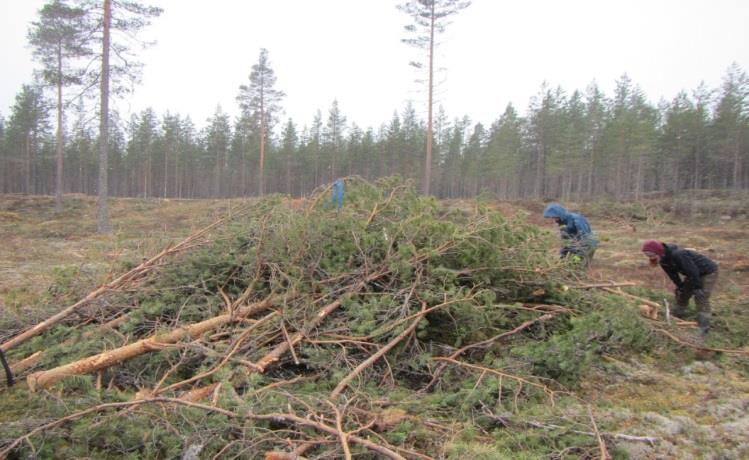 Anbefalinger Hogstavfall 1-3 m høyde utnyttes mest Reis topper mot