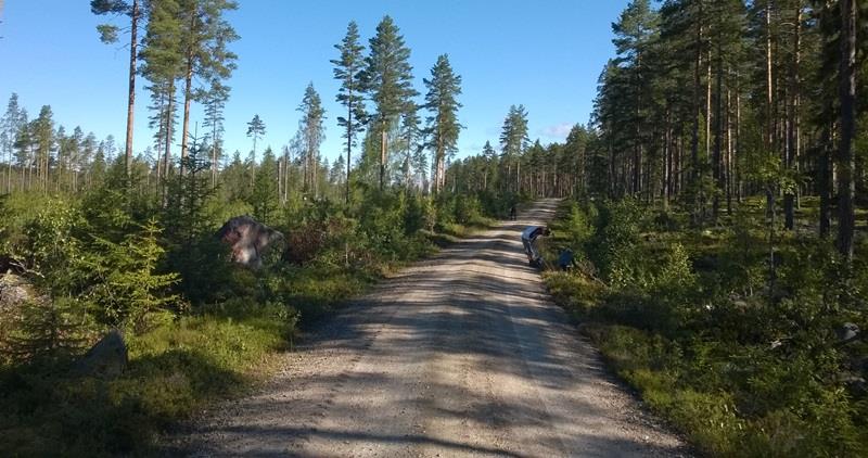 Veikanter- store arealer med attraktivt fôr Utvide veikanter på skogsbilveier med lite trafikk ->