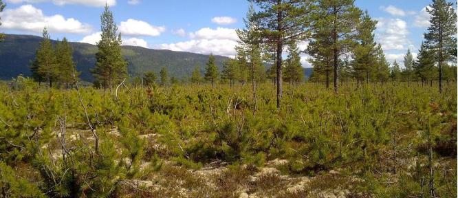 Økonomisk tap for skogbruket samtidig er elg og elgjakt en viktig