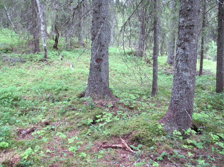 Foto 3: 3841 Terrengoverflaten ved det søndre påhuggsområdet - forskjæringen ved pel 870. Foto 4: 3844: Terrengoverflaten ved søndre påhugg pel 908.