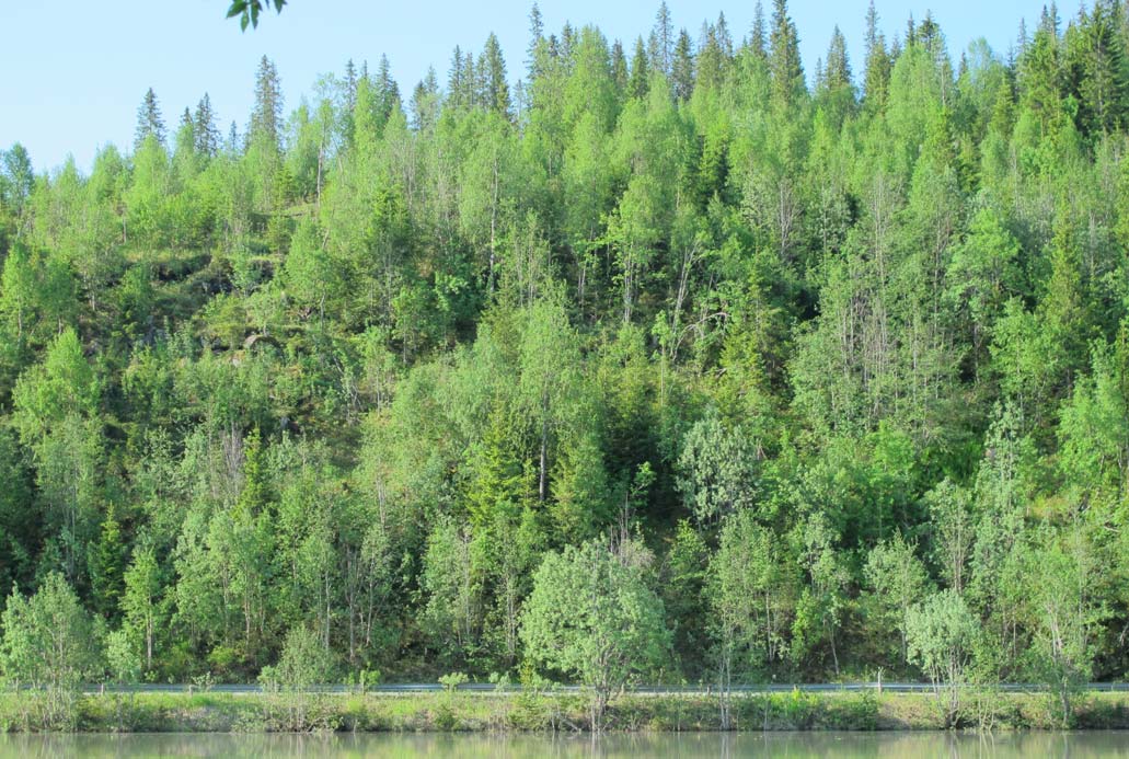 Nordre påhuggsområde Foto 15: 0737 Reinforsheia sett fra nordøst. Fjellskråning ved nordre påhugg.