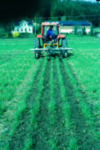 Bilde. Våren ble sneglebelg, tiriltunge og steinkløver fjernet ved seksjonsfresing på ruter der gras og belgvekst var sådd i annenhver rad. Foto tatt.april av Trygve S. Aamlid.