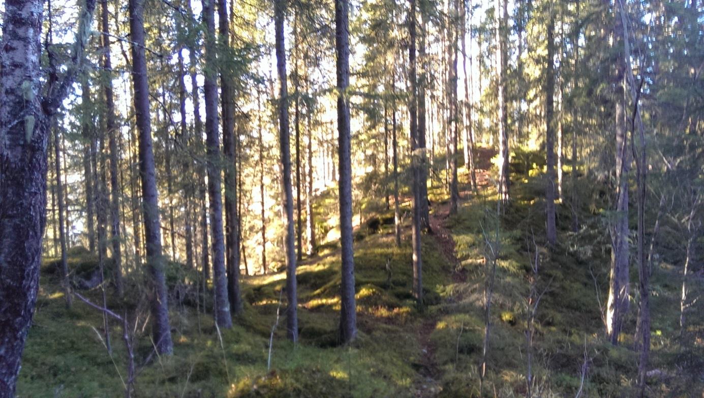 4.2 Landskap og naturverdier Området er i dag registrert som et større skogsområde.