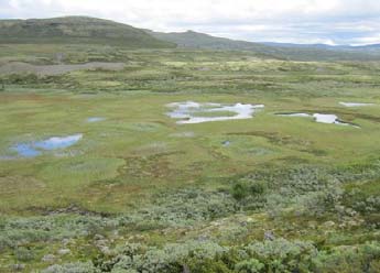 I tillegg til torvpalser finnes mineralpalser. Mineralpalsene er mer sjeldne, men ligner i sin form og dynamikk på torvpalsene.