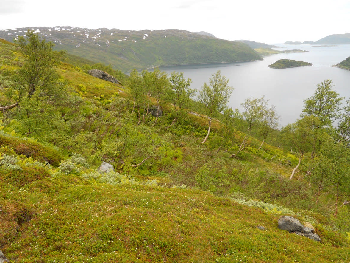 Figur 5 Antydet veitrase. Lagt i søkk bak åsrygg skjult for innsyn. Videre nedover vil skogen bidra til å redusere innsyn til inngrepene.