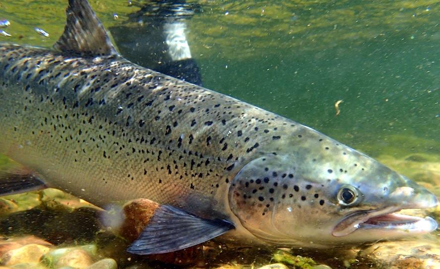 Gjenutsatt fisk Av totalt 8 918 fanget laks med samlet vekt på 35 958 kg, er det beregnet at 317 laks med samlet vekt på 938 kg ble gjenutsatt (Tab 12).