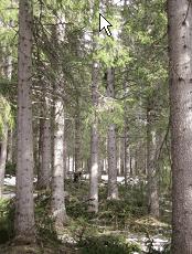 Hovudmål Auka råstofforsyning på kort og lang sikt Høg kvalitet på trevirke i framtidsskogen