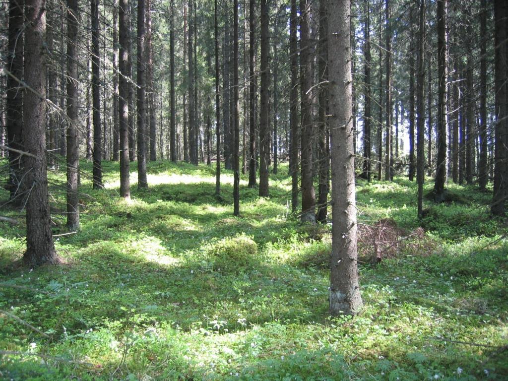 I 2008 begynte vi feltforsøket ved Tjerne gård,