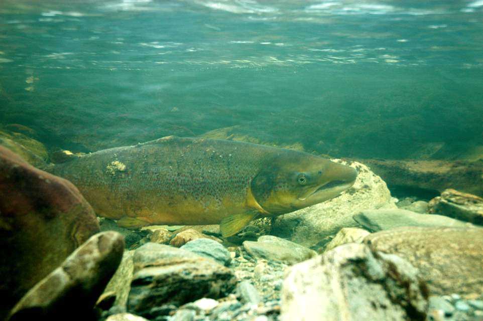 en vanligvis vil underestimere andelen av rømt oppdrettslaks. Ved gytefisktellinger må en forvente at deteksjonsprosenten kan være betydelig lavere enn ved visuell inspeksjon av fisk på land.