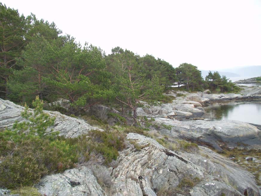 Rapport Biologisk mangfold Nesje fort Hyllestad