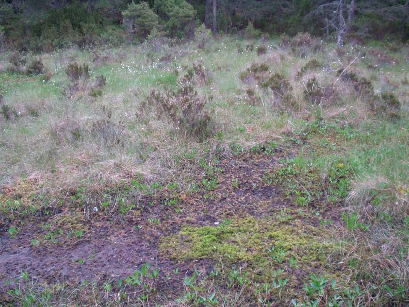 Beliggenhet Myra ligger 50 m fra strandkanten på en tange sør i området. Områdebeskrivelse Myra er omkranset av furumyrskog med røsslyng, pors og torvmyrull. Myra er ikke grøftet.