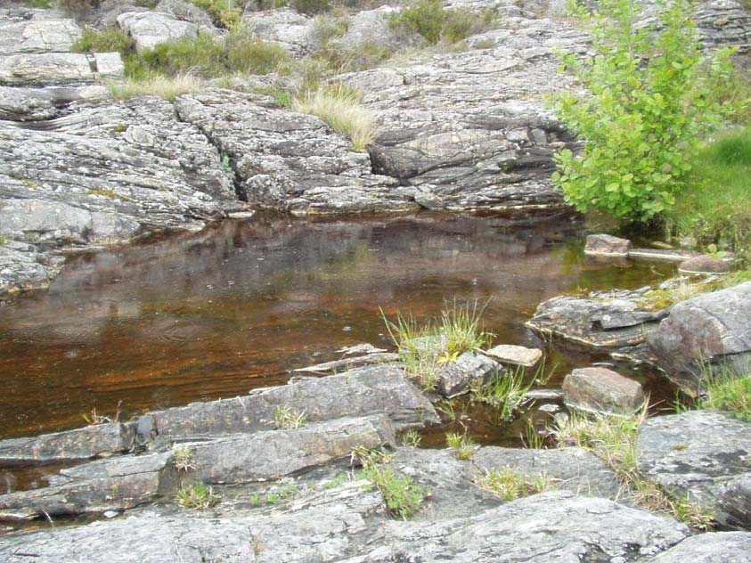 Prioritert viltområde 1 Solsvika S Verdisetting C Lokalt viktig Høyde over havet (m) 0 1 m.o.h Areal (daa) 0,5 daa Besøkt dato 03.06.