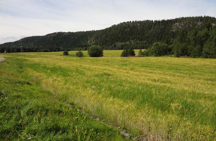 Fv. 17 og fv. 720 KvarvingSprovaMalm Temarapport Naturressurser Arealtilstand i området er vist på figur 4-3. Som det går fram av kartet er det store områder med fulldyrket jord.