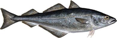 SAK 14/2014 REGULERING AV FISKET ETTER SEI NORD FOR 62ºN I 2015 Fiskeridirektøren har forelagt forslaget til regulering av fisket etter sei nord for 62 N i 2015 for Sametinget som ledd i