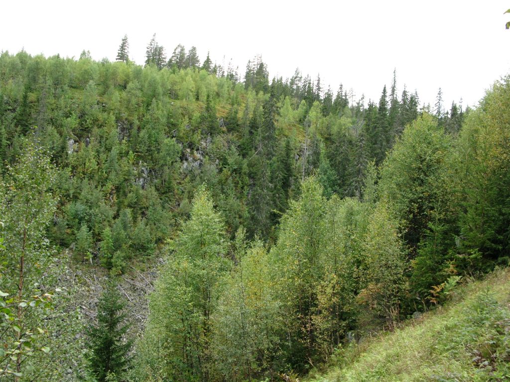 Bilder fra området Skorva Trang passasje, øvre del av kjerneområde 3. Foto: Jon T. Klepsland Gammel gråor-almeskog under Skårdal, kjerneområde 1. Foto: Jon T. Klepsland Høyproduktiv granskog i oppløsningsfase på sedimenter langs Skorva like sør for Listul.