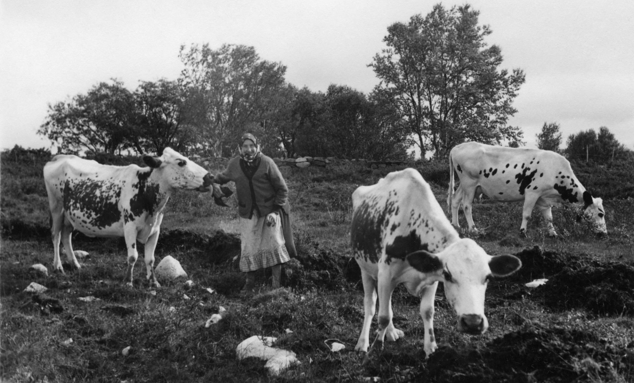 Tradisjonell kulturmark Fotograf ukjent Signe Hornset med røroskyrne sine på