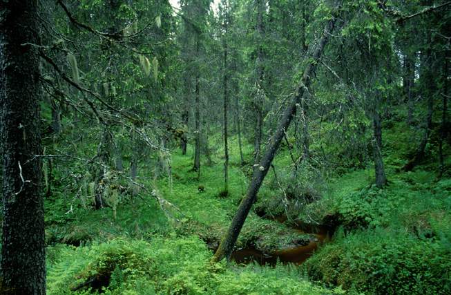 5.2 Hva er naturmangfold? De miljørettslige prinsippene skal legges til grunn ved myndighetsutøvelse som berører naturmangfold.