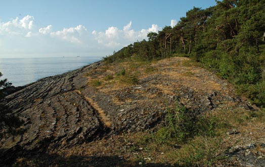 Figur 3. Langøyas vestside som stuper bratt ned i havet (mot Langesund). Her er det tørrenger og krattsamfunn. En del ungfuru er i ferd med å ta over enkelte steder.