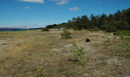Figur 5. Midtre og nordre deler av Sandbakken naturreservat. Her er det store områder, mer eller mindre vegetasjonsdekte flater i mosaikk med åpne sandområder og kratt. Foto: Anders Endrestøl Figur 7.