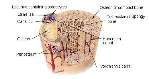 Histologi