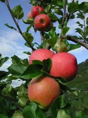 Nye fruktsortar er viktig Men like viktig å dyrka optimalt dei me har Sortsfordeling i Noreg 2014