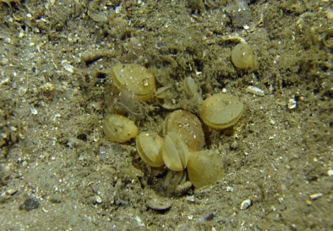 Calcareous foraminifera. Aplysilla. Geodia Pelosina Asbestopluma.