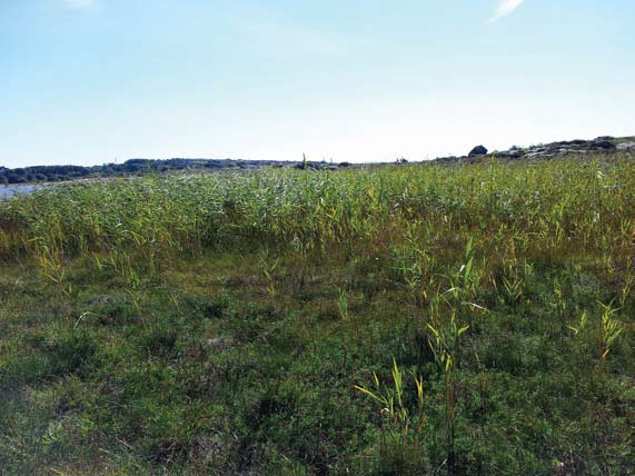 Marianne Evju, Odd E. Stabbetorp og Harald Bratli 3 Figur 3. Takrør på frammarsj i Vikerkilen, Hvaler. Foto: ME. Reed Phragmites australis on the increase in Vikerkilen, Hvaler.